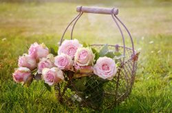 easy secrets to growing roses
